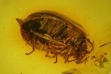 Fossil Beetle (Coleoptera) in Baltic Amber #159794-2